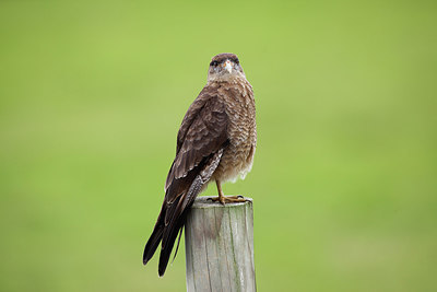 BUITEN BEELD Foto: 231763