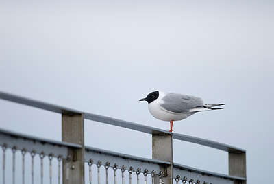 BUITEN BEELD Foto: 231796