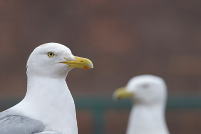 BUITEN BEELD Foto: 231799