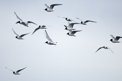 BUITEN BEELD Foto: 231818