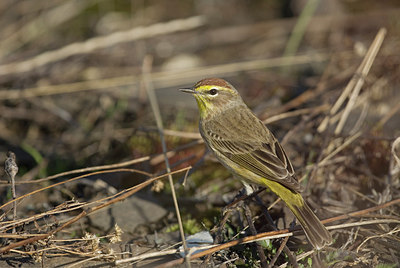 BUITEN BEELD Foto: 231822