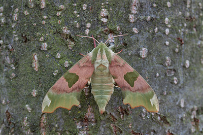 BUITEN BEELD Foto: 231832