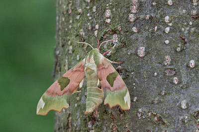 BUITEN BEELD Foto: 231834