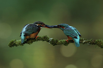 BUITEN BEELD Foto: 231847