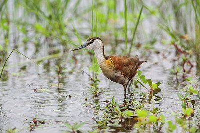 BUITEN BEELD Foto: 231866