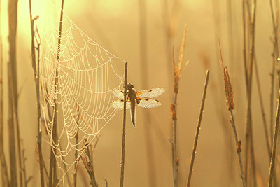 BUITEN BEELD Foto: 231884