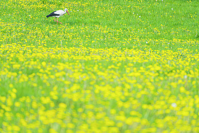 BUITEN BEELD Foto: 231986