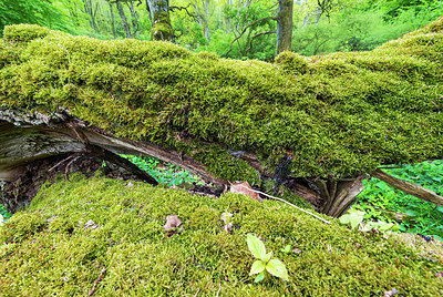 BUITEN BEELD Foto: 232058