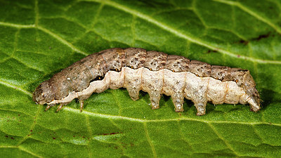 BUITEN BEELD Foto: 232066