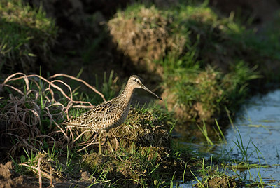 BUITEN BEELD Foto: 232083