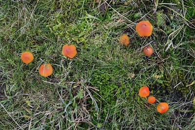 BUITEN BEELD Foto: 232196