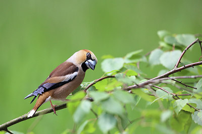 BUITEN BEELD Foto: 232241