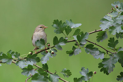 BUITEN BEELD Foto: 232243