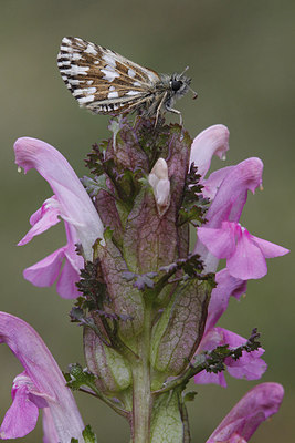 BUITEN BEELD Foto: 232267