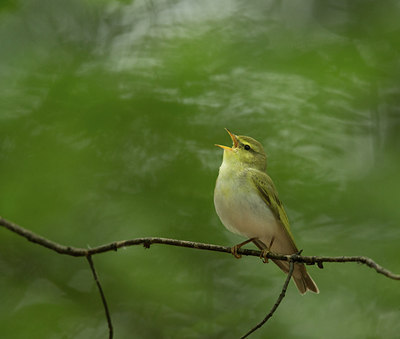 BUITEN BEELD Foto: 232278