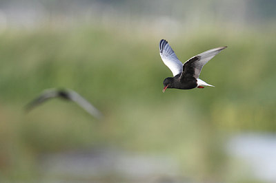 BUITEN BEELD Foto: 232330