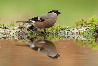 BUITEN BEELD Foto: 232335
