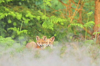 BUITEN BEELD Foto: 232362