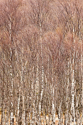 BUITEN BEELD Foto: 232436