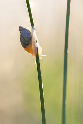 BUITEN BEELD Foto: 232459