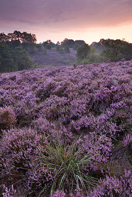 BUITEN BEELD Foto: 232465