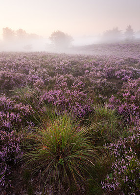 BUITEN BEELD Foto: 232469