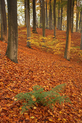 BUITEN BEELD Foto: 232473