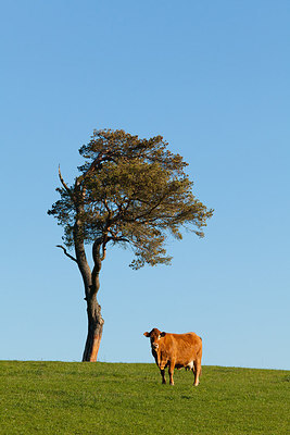 BUITEN BEELD Foto: 232487