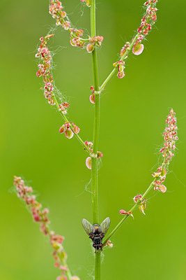 BUITEN BEELD Foto: 232488
