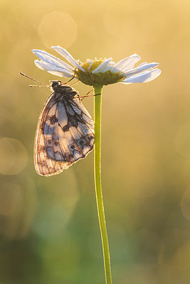 BUITEN BEELD Foto: 232500