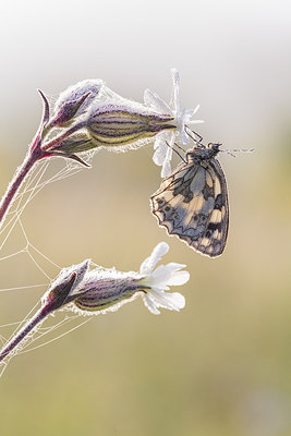 BUITEN BEELD Foto: 232505