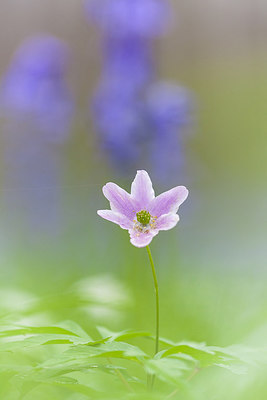 BUITEN BEELD Foto: 232522