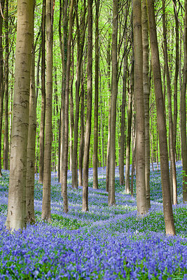 BUITEN BEELD Foto: 232534