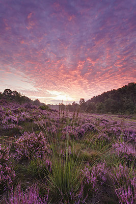 BUITEN BEELD Foto: 232537