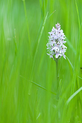 BUITEN BEELD Foto: 232620
