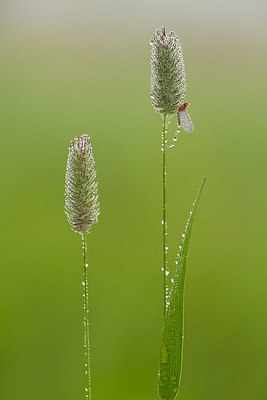 BUITEN BEELD Foto: 232627