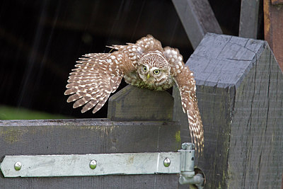 BUITEN BEELD Foto: 232645