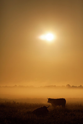 BUITEN BEELD Foto: 232660