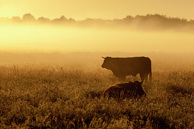 BUITEN BEELD Foto: 232661