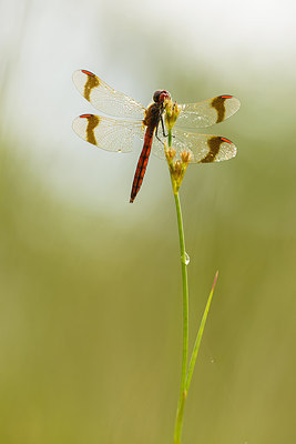 BUITEN BEELD Foto: 232680