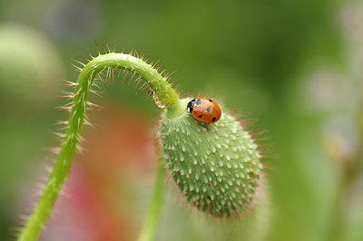 BUITEN BEELD Foto: 232814