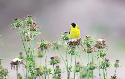 BUITEN BEELD Foto: 232830