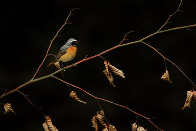 BUITEN BEELD Foto: 232895