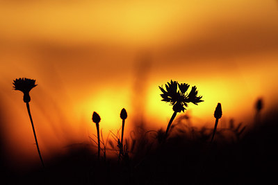 BUITEN BEELD Foto: 232921