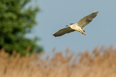 BUITEN BEELD Foto: 232963