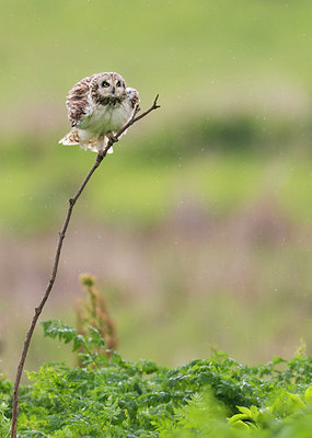 BUITEN BEELD Foto: 232976