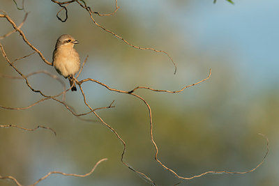 BUITEN BEELD Foto: 232978