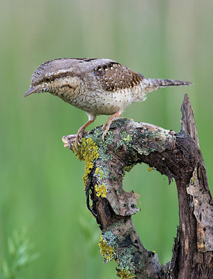 BUITEN BEELD Foto: 232981