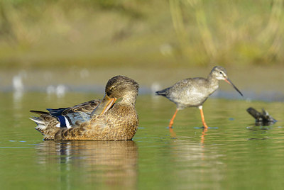 BUITEN BEELD Foto: 232986