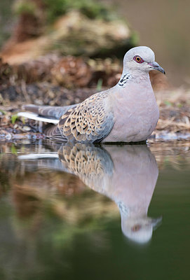 BUITEN BEELD Foto: 232989